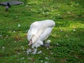 Lubrication of feathers with fat. Swan cleans feathers in the park on the grass. Bird corner in the park. Batumi garden