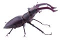 Lucanus cervus.