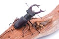 Lucanus cervus. Royalty Free Stock Photo