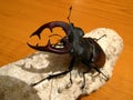 Lucanus cervus