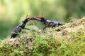 Lucanus cervus is the best-known species of stag beetle, fighting males. Two large beetles are pushed on a trunk with moss with a Royalty Free Stock Photo