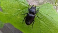 Lucanus cervus Royalty Free Stock Photo