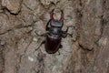 Lucanus cervus climbing on an oak Royalty Free Stock Photo