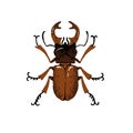 Lucanus cervus, European or greater stag beetle. Horned bug, realistic shield insect, arthropod animal. Exotic nature
