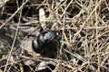 Lucanus cervus European stag beetle female on dry gras background Royalty Free Stock Photo