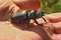 Lucanus cervus - female 3