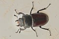 Lucanus cervus - female 3