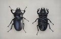 Lucanus cervus, female stag beetle. Macro close up, isolated on the white background. Shape Path included. View from Royalty Free Stock Photo