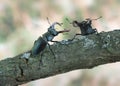 Lucanus cervus (Stag beetle)