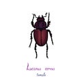 Lucanus cervus, stag beetle family Lucanidae female bug drawing, colorful illustration, hand drawn doodle, sketch Royalty Free Stock Photo