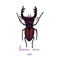 Lucanus cervus, stag beetle family Lucanidae male bug drawing, colorful illustration, hand drawn doodle, sketch Royalty Free Stock Photo