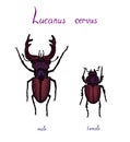 Lucanus cervus, stag beetle family Lucanidae male and female sexual dimorphism, drawing Royalty Free Stock Photo