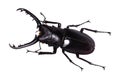 Lucanus cervus stag beetle isolated on white Royalty Free Stock Photo