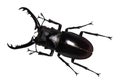 Lucanus cervus stag beetle isolated on white Royalty Free Stock Photo