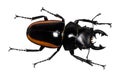 Lucanus cervus stag beetle isolated on white Royalty Free Stock Photo