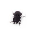 Lucanus cervus stag beetle isolated on white Royalty Free Stock Photo