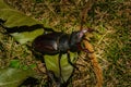 Lucanus cervus or stag beetle males display large powerfull claws Royalty Free Stock Photo