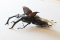 Lucanus cervus Stag beetle Straightened out Royalty Free Stock Photo