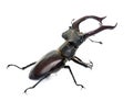 Lucanus cervus in studio