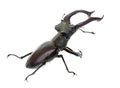 Lucanus cervus in studio