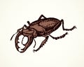 Lucanus cervus. Vector drawing Royalty Free Stock Photo