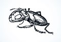 Lucanus cervus. Vector drawing Royalty Free Stock Photo