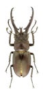 Lucanus hermani