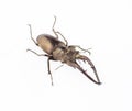 Lucanus hermani Delisle