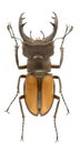 Lucanus laetus Royalty Free Stock Photo