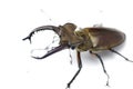 Lucanus maculifemoratus taiwanus