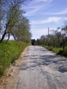 Lucca Tuscany country road with olive trees Royalty Free Stock Photo