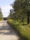 Lucca Tuscany  countryside road with olivetrees Royalty Free Stock Photo