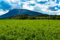 Lucerna fields in the mountains Royalty Free Stock Photo
