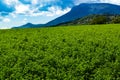 Lucerna fields in the mountains Royalty Free Stock Photo
