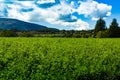 Lucerna fields in the mountains Royalty Free Stock Photo