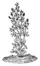 Lucerne or Alfalfa Plant vintage illustration