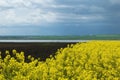 Lucerne field, river and blue sky