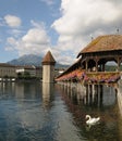 Lucerne's Chapel Bridge with Swan