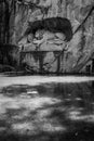 LUCERNE, SWITZERLAND - JUNE 3, 2017: The black and white photo of Lowendenkmal, the Lion Monument, which is the dying lion statue