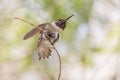 Lucifer Hummingbird Preening