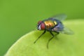 The Lucilia fly is a genus of blow flies, in the family Calliphoridae