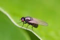 The Lucilia fly is a genus of blow flies, in the family Calliphoridae