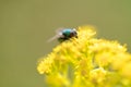 The Lucilia sericata or green bottle fly is a genus of blow flies, in the family Calliphoridae