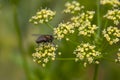 Blowfly perched on a dill plant in garden Royalty Free Stock Photo