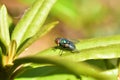 Sunshine on Lucilia sericata