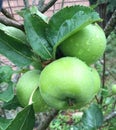 Lucious green apples after summer showers