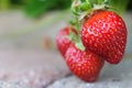 Lucious stawberries ripening in the sun on a paver walkway