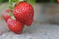 Lucious stawberries ripening in the sun on a walkway