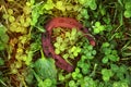 Luck symbol shoehorse on a bed of natural clover lawn. Rusty horseshoe on a background of green clover. Royalty Free Stock Photo