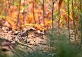 Lucking Leopard Lizard Royalty Free Stock Photo